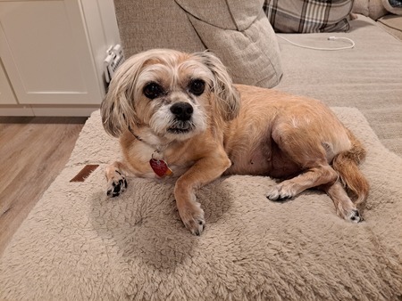 Entry image for Buffy. Clicking this image will show a larger photo