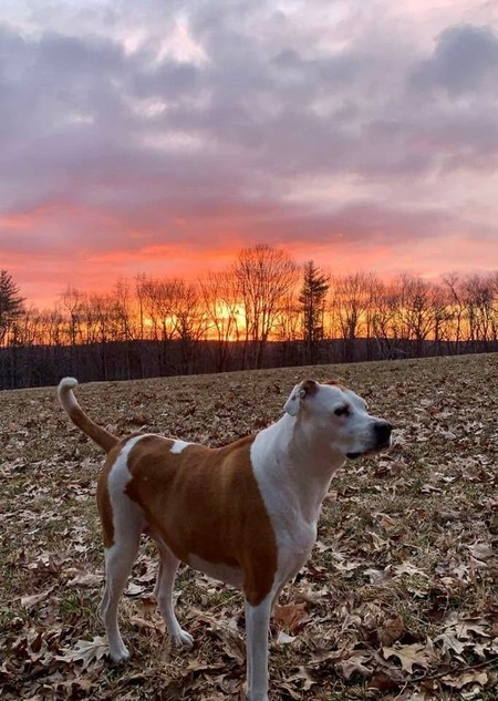 Entry image for Poppy. Clicking this image will show a larger photo