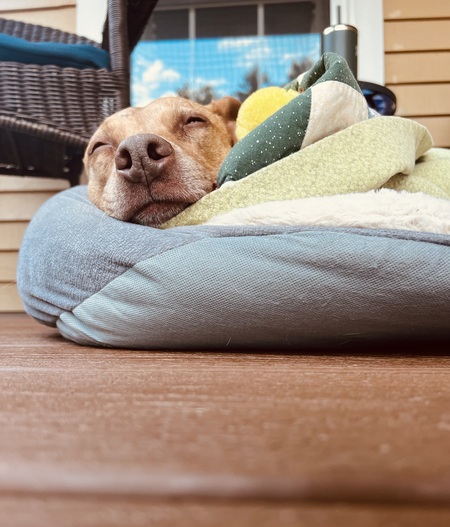 Entry image for Bella. Clicking this image will show a larger photo