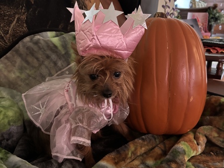 Entry image for Glinda Bear. Clicking this image will show a larger photo