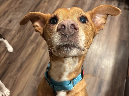 Entry image for Tharros. Clicking this image will show a larger photo