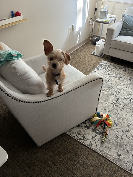 Entry image for Ollie. Clicking this image will show a larger photo