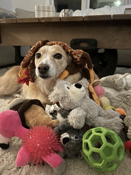 Entry image for Isabel Stephens . Clicking this image will show a larger photo