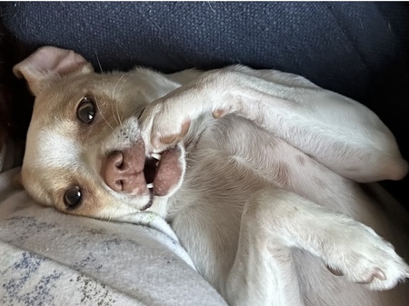 Entry image for Birdie . Clicking this image will show a larger photo