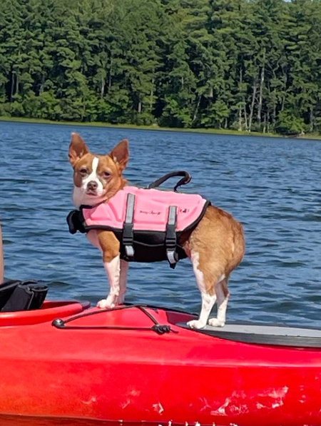 Entry image for Daisy. Clicking this image will show a larger photo