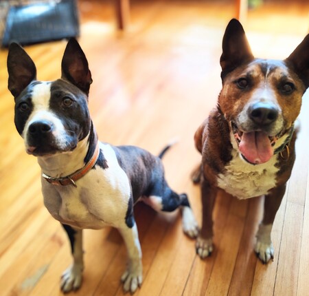 Entry image for Pepsi & Olive. Clicking this image will show a larger photo