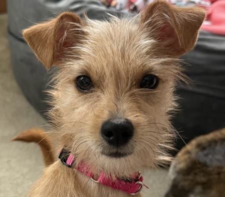 Entry image for Lucy. Clicking this image will show a larger photo