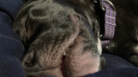 Entry image for Maggie. Clicking this image will show a larger photo