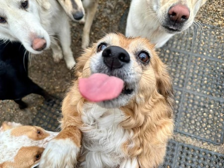 Entry image for Cookie. Clicking this image will show a larger photo