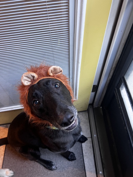 Entry image for Mac. Clicking this image will show a larger photo