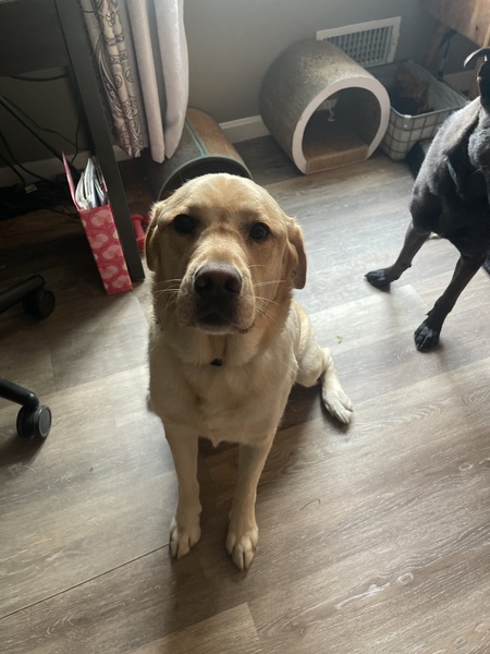 Entry image for Chewbacca. Clicking this image will show a larger photo