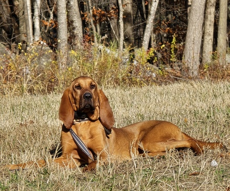 Entry image for Millie. Clicking this image will show a larger photo