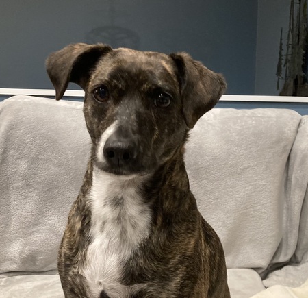 Entry image for Gracie. Clicking this image will show a larger photo