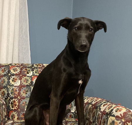 Entry image for Evie. Clicking this image will show a larger photo