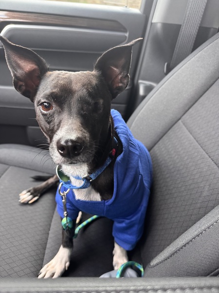 Entry image for Paddington. Clicking this image will show a larger photo