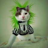 Entry image for Beedle