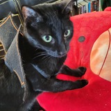 Entry image for Binx