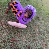 Entry image for Coco