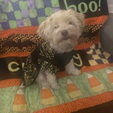 Entry image for Nova 