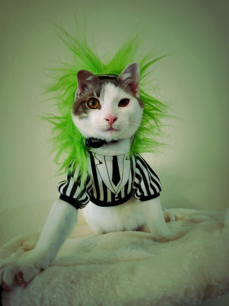 Entry image for Beedle. Clicking this image will show a larger photo