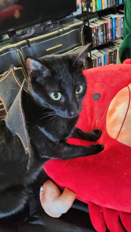 Entry image for Binx. Clicking this image will show a larger photo