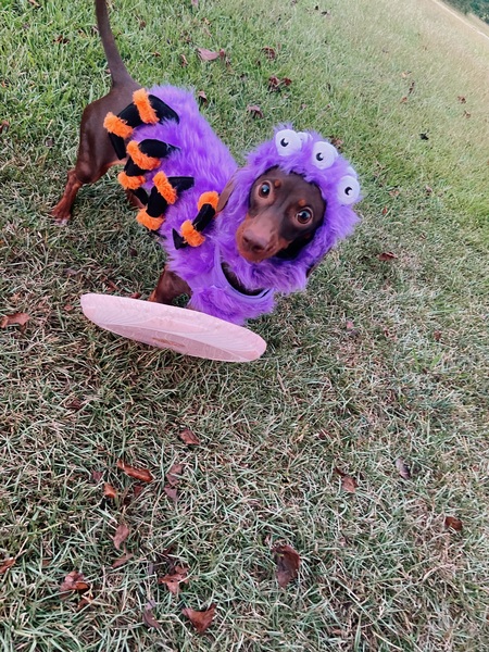 Entry image for Coco. Clicking this image will show a larger photo