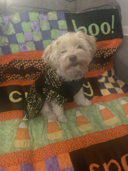 Entry image for Nova . Clicking this image will show a larger photo