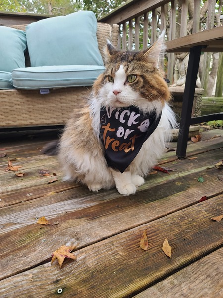 Entry image for Morgan. Clicking this image will show a larger photo