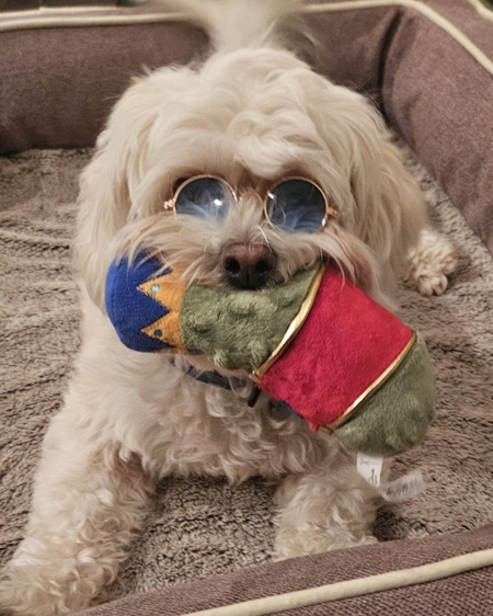 Entry image for Audie. Clicking this image will show a larger photo