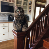 Entry image for Jesse