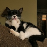 Entry image for Perri