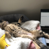 Entry image for Happy