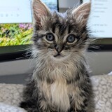 Entry image for Beatrix