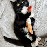 Entry image for Jojo