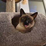 Entry image for Kirby