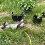 Entry image for Loki