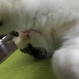 Entry image for Junior