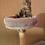 Entry image for Gamora