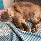 Entry image for Sophie