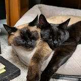 Entry image for LiliKoi & Cardamom