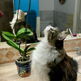 Entry image for King Roy 