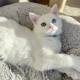 Entry image for Einstein