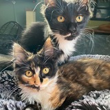 Entry image for Nebula & Nova