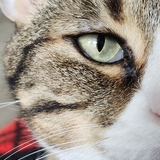 Entry image for Emerson