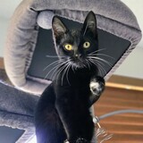 Entry image for Orion