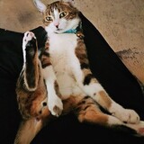 Entry image for Houston