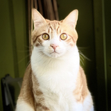 Entry image for Hemi