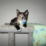 Entry image for Kunar