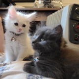 Entry image for Marilyn Monroe & Richard Burton