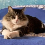 Entry image for King Roy 